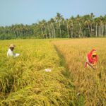 Paddy farm ready for harvest